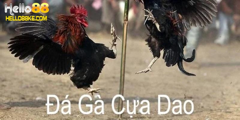 Đá gà cựa dao là gì?